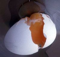 Тухлое яйцо для отворота